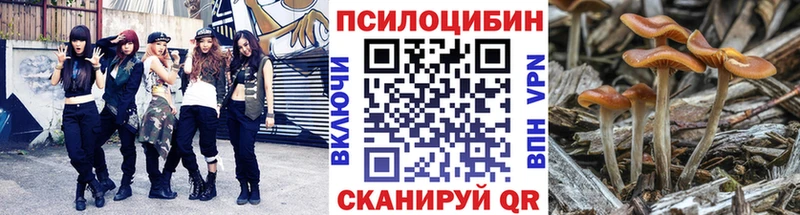 где можно купить наркотик  Ленинградская  Псилоцибиновые грибы Psilocybine cubensis 